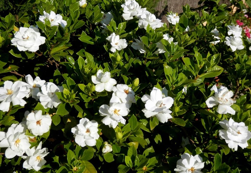 Gardenias (Gardenia jasminoides)