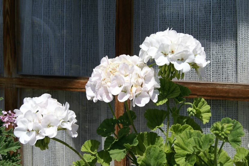 Geranios (Geranium)