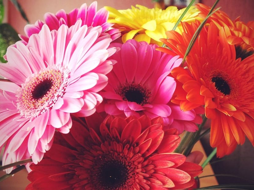 Gerberas (Gerbera jamesonii)