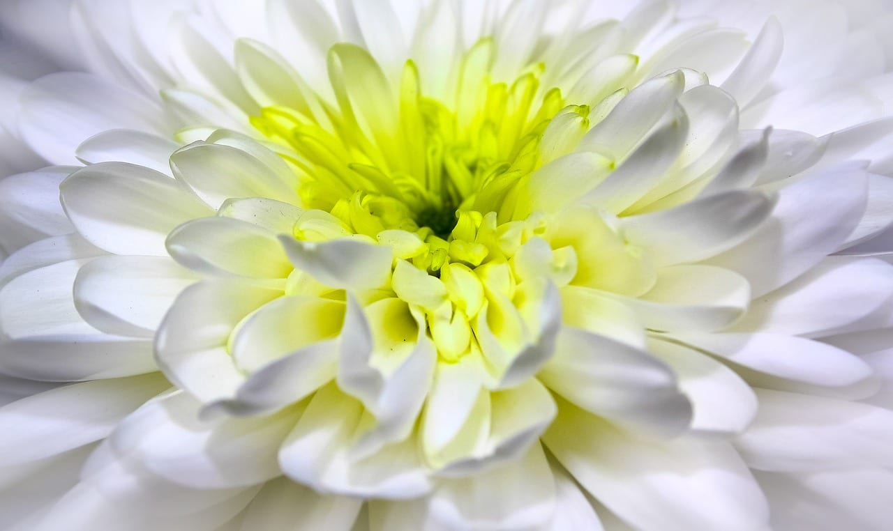 Flores para un jardín de invierno resistentes al frío