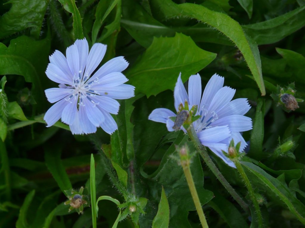 Las flores de la achicoria son azules