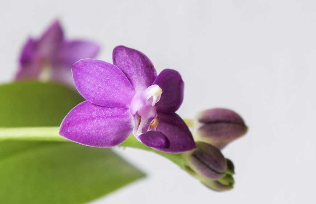 Vista de la Phalaenopsis en flor