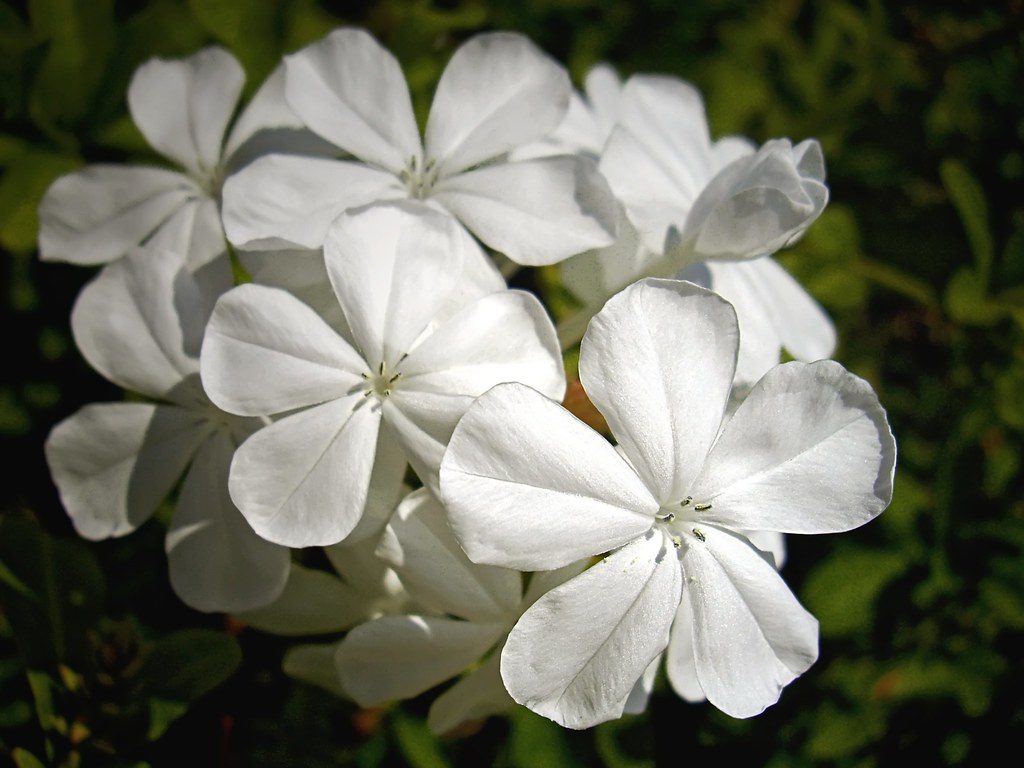 Vista del Plumbago alba, de flores blancas