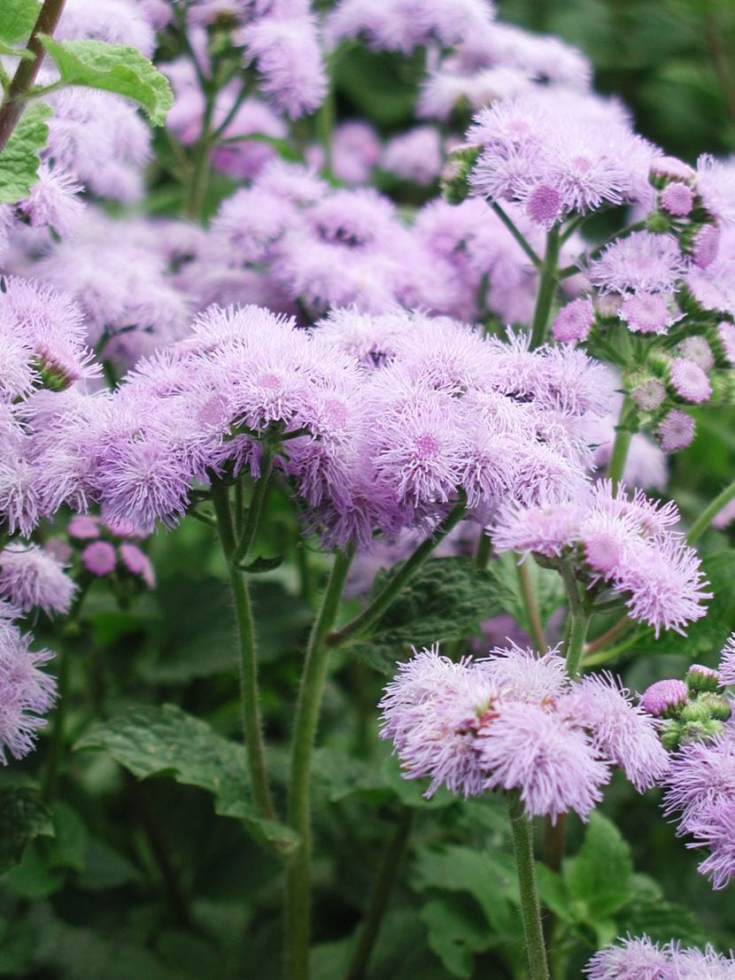 Ageratum