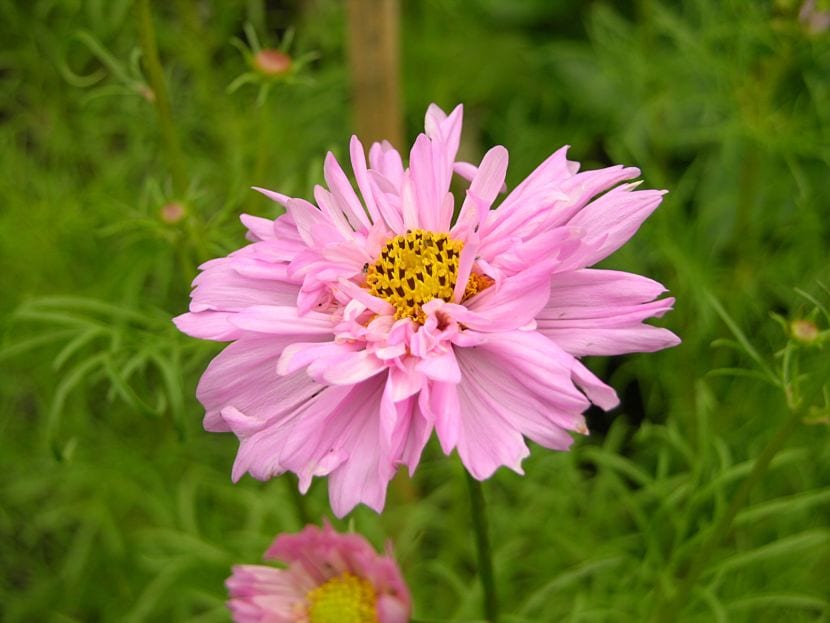Cosmos bipinnatus
