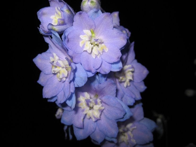 Delphinium