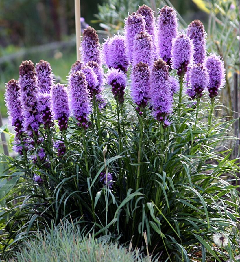 Liatris spicata