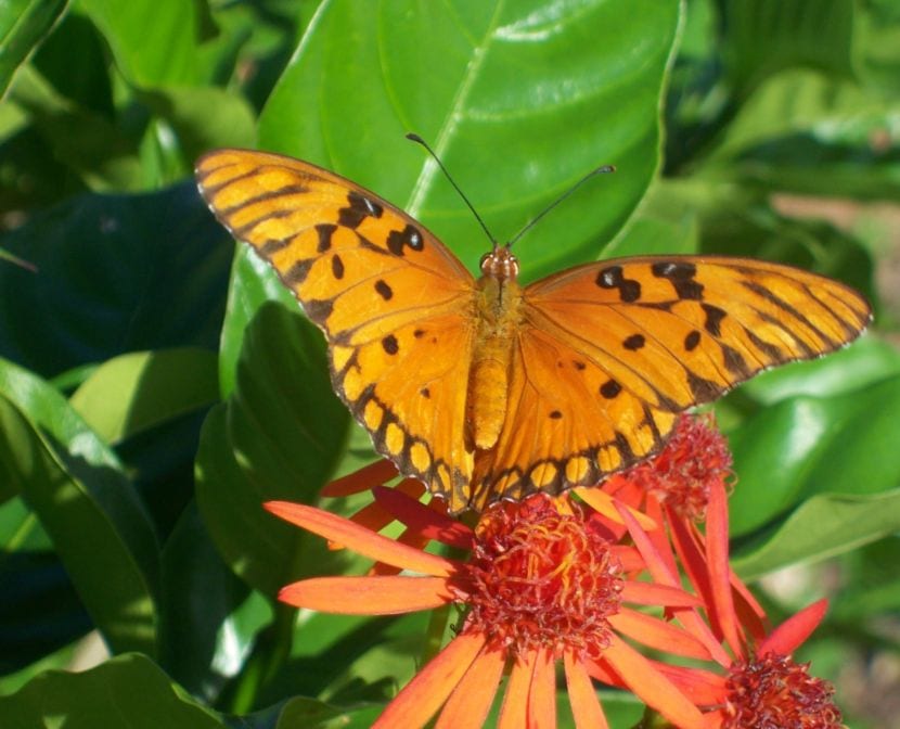 Mariposa en flor