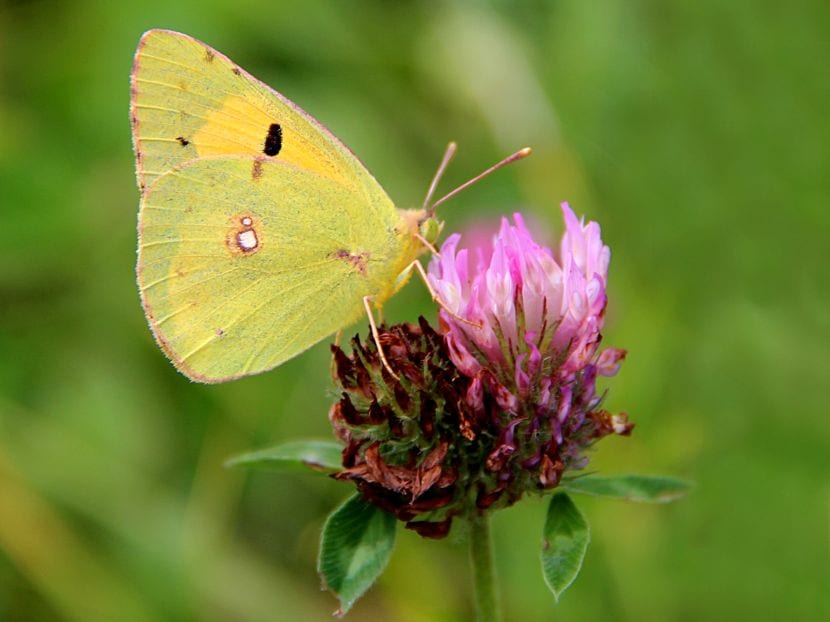 Mariposa en flor