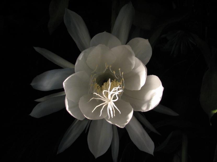 Galán de noche: la extraña flor que sólo florece en la oscuridad