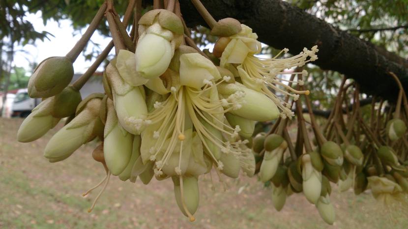 Durio zibethinus