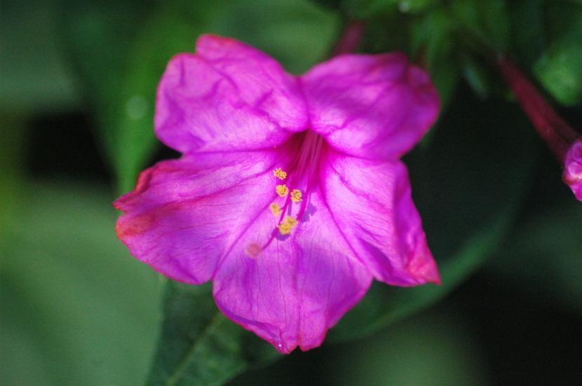 Mirabilis jalapa