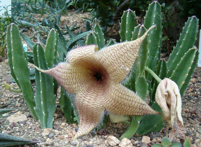 Stapelia gigantea