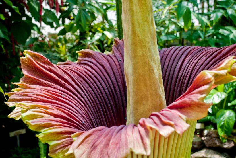 Amorphophallus