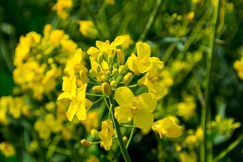 Colza en flor