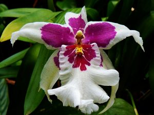 Orquídea de cultivo