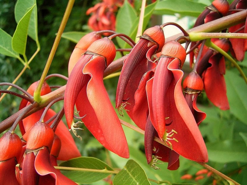 Erythrina crista-galli en flor