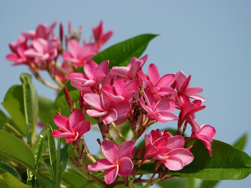 Plumeria rubra de flores rosas