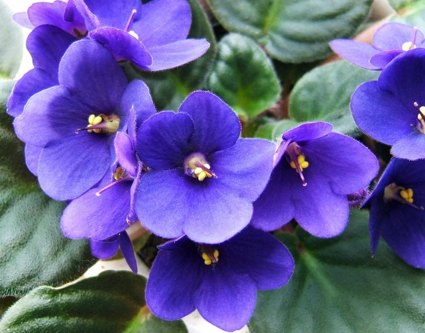 Violeta africana en flor