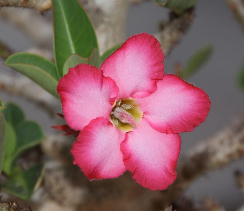Flor de Adenium obesum o Rosa del desierto