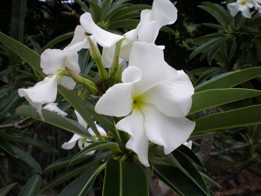 Flores del Pachypodium lamerei