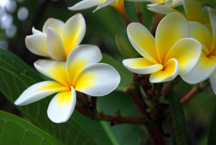 Flores de la Plumeria o frangipani