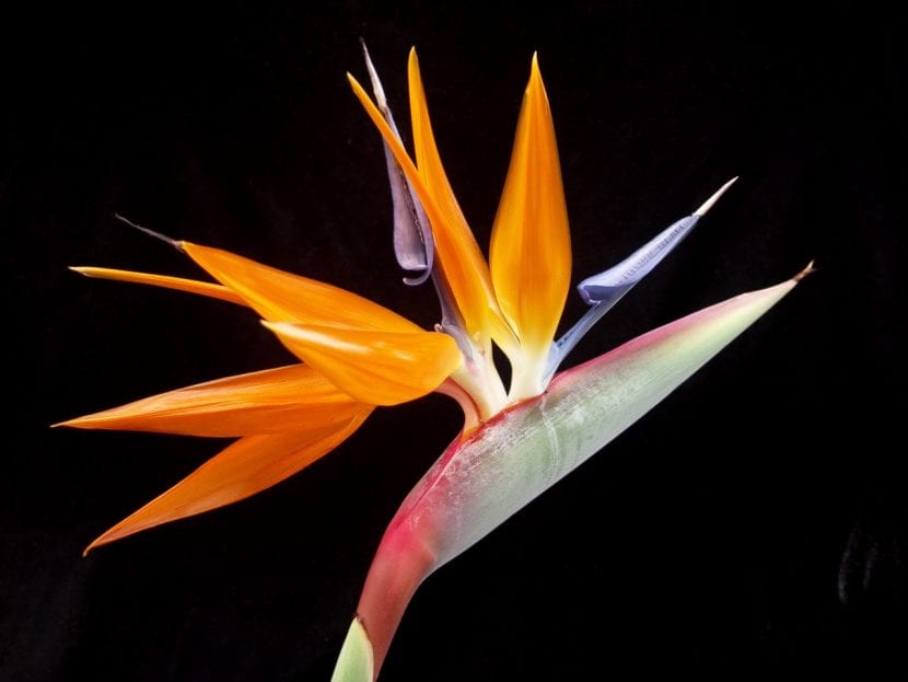 Strelitzia reginae o Ave del Paraíso en flor