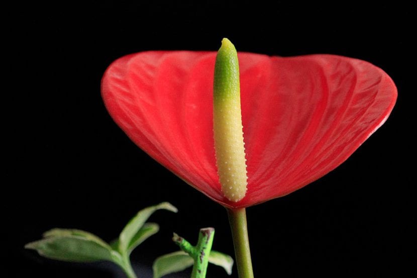 Anthurium