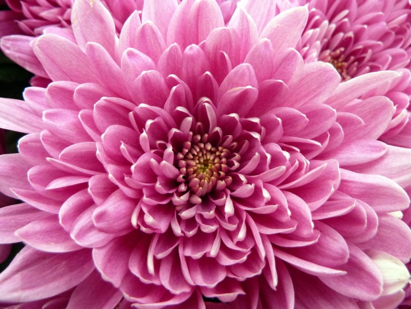 Chrysanthemum