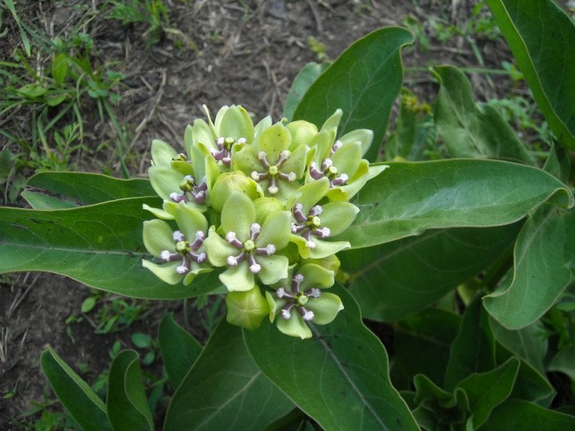 Planta en flor de Asclepias viridis