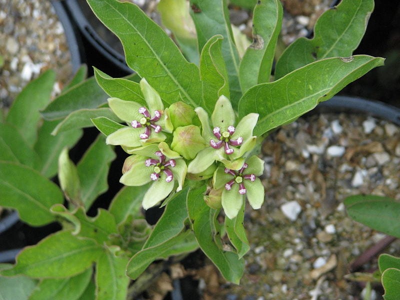 Planta en flor de Asclepias viridis