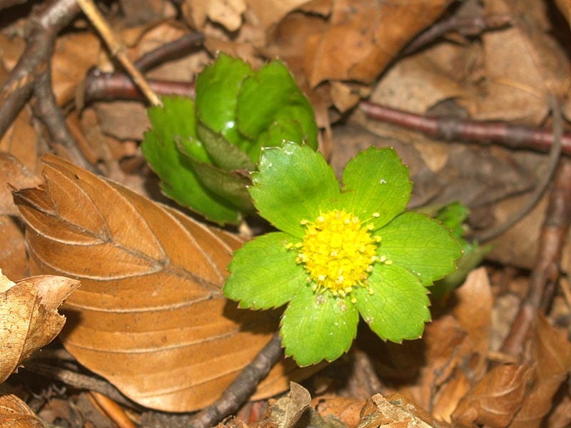 Flor de la Hacquetia apipactis