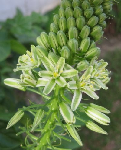 Inflorescencia de la planta Ornithogalum longibracteatum