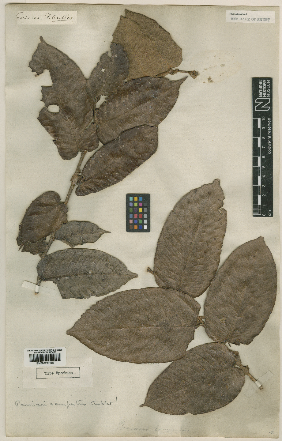 Plantas afrodisiacas