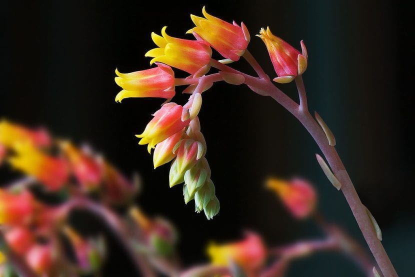 Flores de la Echeveria glauca