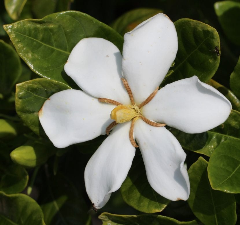 Gardenia jasminoides en flor