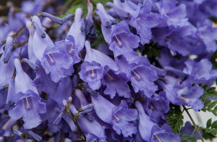 Jacaranda cuspidifolia en flor