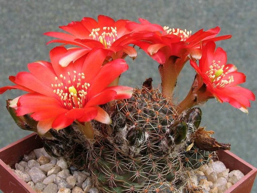 Rebutia pauciareolata en flor