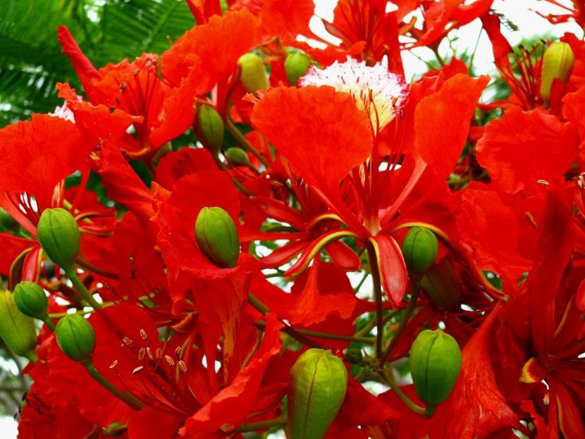 Flores de flamboyán