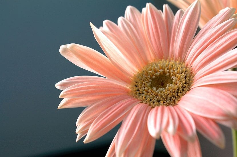 Flor de Gerbera jamesonii