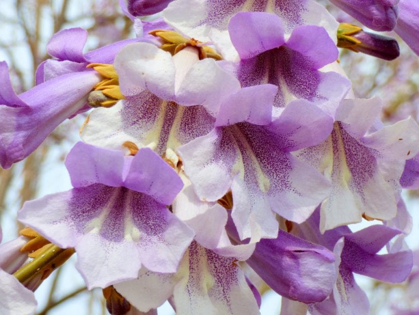 Flores de Pawlonia tomentosa