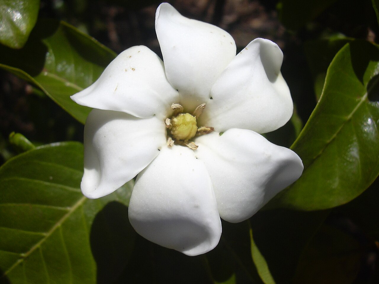 Gardenia flor