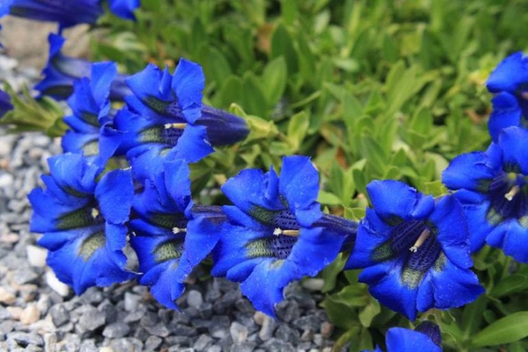 Flor azul de genciana con la corola en forma de trompeta