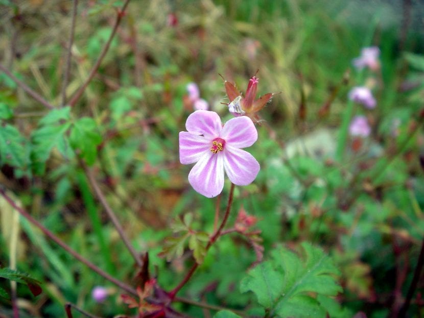 La flor del Geranium purpureum es rosada