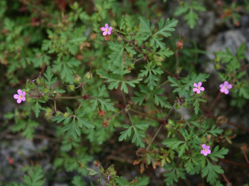 El Geranium purpureum es una planta muy decorativa