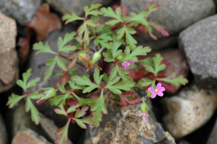 Vista del Geranium purpureum creciendo en hábitat