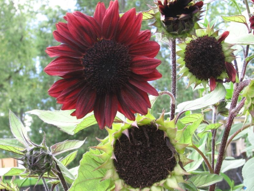 Girasol rojo