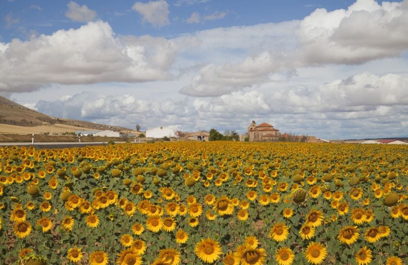 Girasoles en el campo