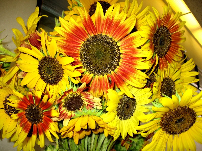 Girasol russian giant