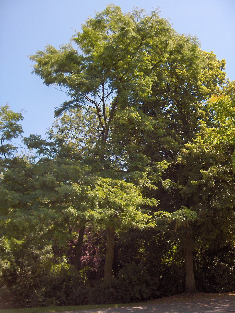 Gleditsia triacanthos: tipos, características, variedades, tamaños, colores…